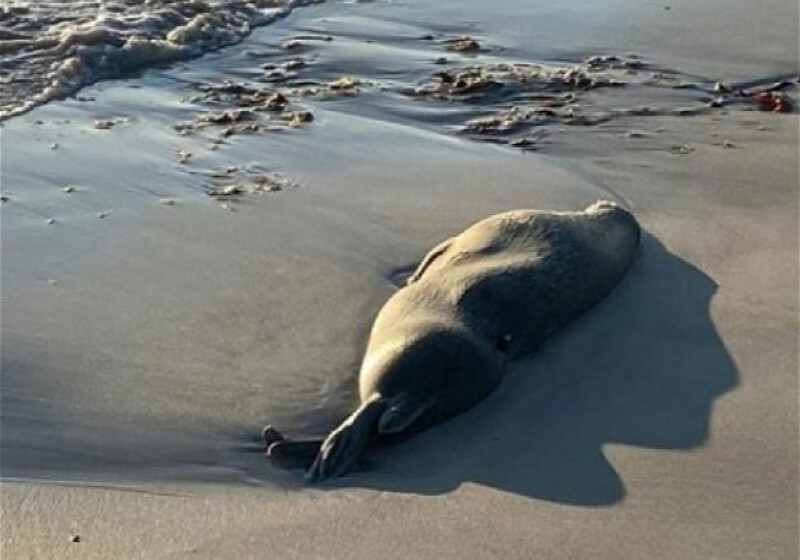 На побережье Каспийского моря обнаружили десятки мертвых тюленей (Видео) 