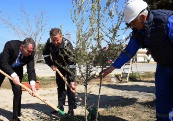 Госагентство в рамках года Гейдара Алиева провело акцию по посадке деревьев (Фото)
