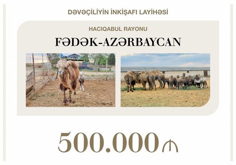 В Азербайджане выделен льготный кредит на развитие верблюдоводства