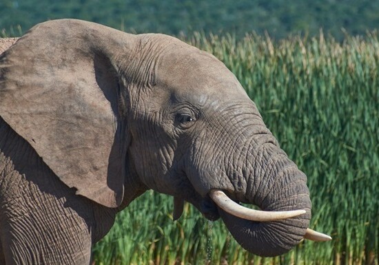 В Индии из-за нападений слонов за неделю погибли 9 человек
