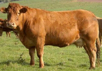 В Азербайджан ввезены коровы породы Лимузин 