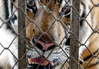 Власти Коста-Рики откажутся от зоопарков ради защиты окружающей среды