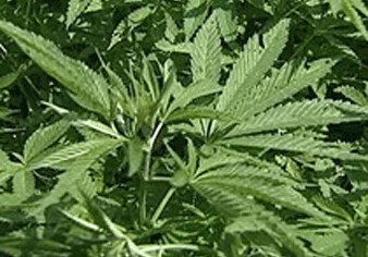 Уругвайские депутаты проголосовали за легализацию марихуаны