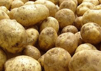 В Азербайджане будет выращиваться картофель без вируса