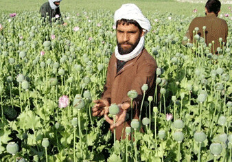 ООН: в Афганистане выращен рекордный урожай мака