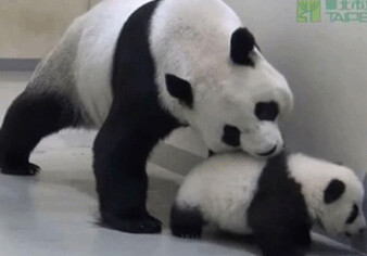 Как мама-панда укладывает спать своего непослушного малыша? (Видео)