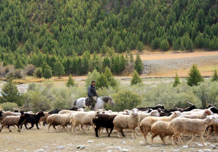 Кочевые пастухи распространяли одомашненные культуры по всему Шелковому пути