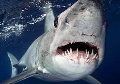 Житель Флориды поймал с берега акулу весом 365 кг