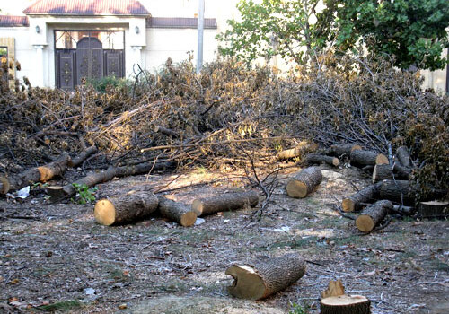 «Нет вырубке деревьев!» - совместный проект Фонда Г. Алиева и IDEA 