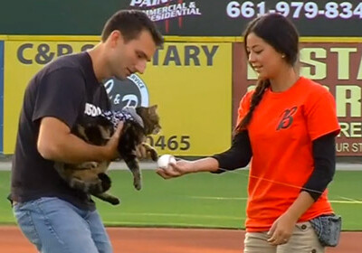 Спасшая ребенка от нападения пса кошка стала почетным гостем на бейсбольном матче (Видео)