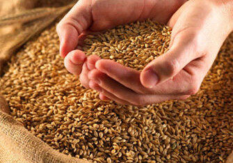 Объявлен прием пшеницы для Госзернового фонда АР