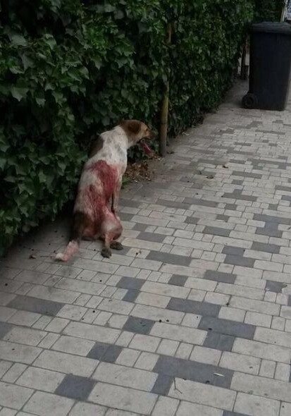 Очередной отстрел собак: мужчина с ружьем в Сумгайыте (ФОТО)