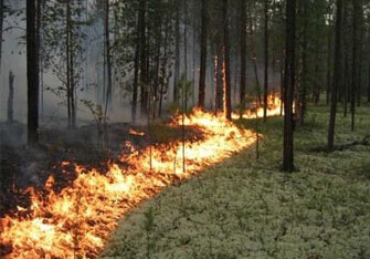 В Лерикском районе горит лесной массив
