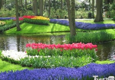 Остров тюльпанов открывается в Голландии
