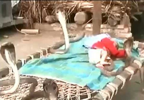 Младенец, спящий под охраной четырех кобр, шокировал интернет