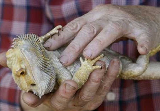 Пенсионерка спасла ящерицу от смерти-делая ей искусственное дыхание  (Фото)