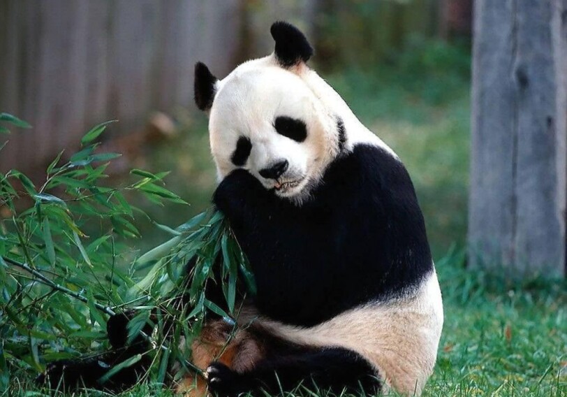 В Китае панда родила тройню, все детеныши выжили