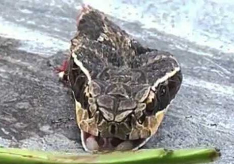 Обезглавленная кобра отомстила своему убийце (Фото-Видео)