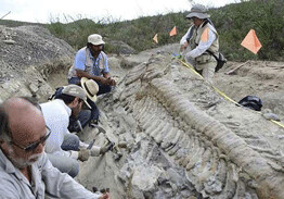 В Аргентине откопали самого огромного наземного динозавра