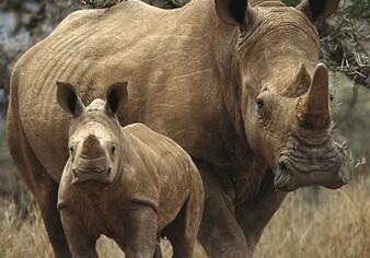 WWF: диких животных на Земле за последние 40 лет стало вдвое меньше