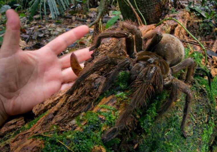 Ученый наткнулся на огромного паука размером с щенка (Фото)