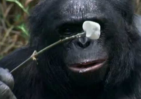 Невероятно: Как шимпанзе развел костер и приготовил десерт (Фото-Видео)