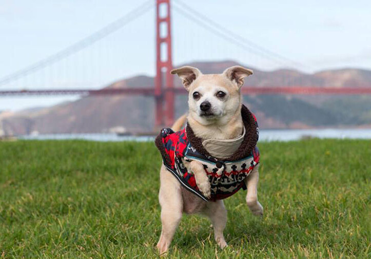 Мэром Сан-Франциско стала собака