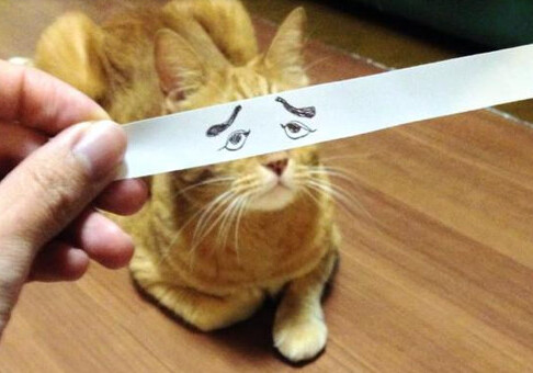 Коты с «нарисованными глазами» – хит японского Twitter