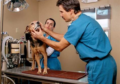В Азербайджане появятся частные ветеринарные клиники