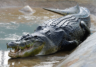 В ЮАР прошел первый в мире аукцион крокодилов