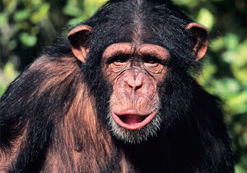 Суд в США отказался признать шимпанзе личностью