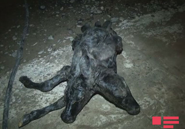 В Джалилабаде родился теленок с 2 головами и 7 ногами (Фото)