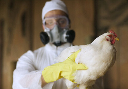В Азербайджане приняты меры для предупреждения вспышек птичьего гриппа