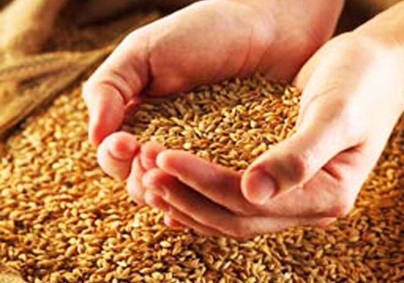 Выведен новый сорт пшеницы-в Азербайджане 