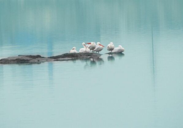 На озеро Беюкшор впервые прилетели пеликаны (Фото)