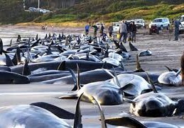 На берег в Новой Зеландии выбросились 200 дельфинов