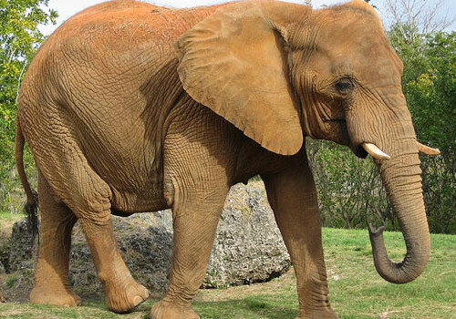 Зоологи раскрыли секрет слоновьих хоботов