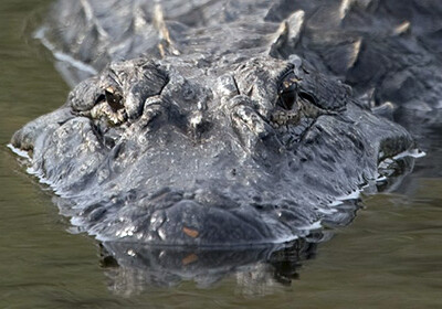В крови крокодилов нашли мощные антимикробные средства