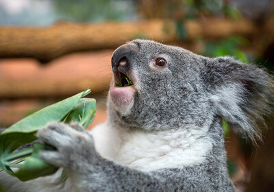 В Австралии из-за нехватки пищи истребили почти 700 коал