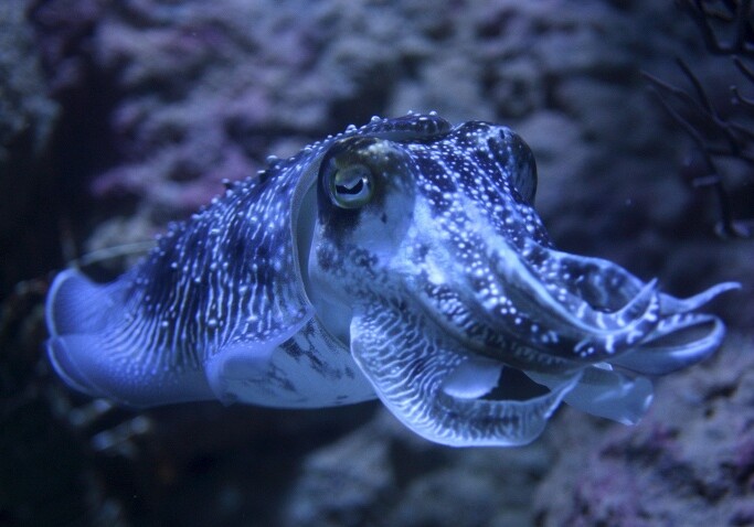 Ученые: до 2 млн. морских разновидностей живых организмов еще не открыты