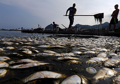 В гребном канале Олимпиады-2016 в Рио нашли тонны мертвой рыбы