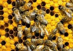 В ДТП во Франции погибло более миллиона пчел
