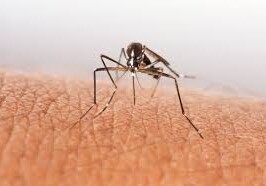 Генетический фактор может быть определяющим для комаров