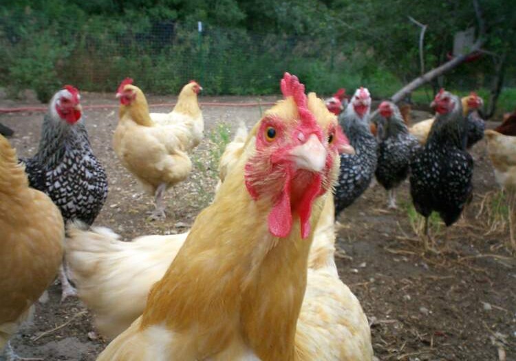 Азербайджан запретил ввоз птицепродукции из ряда регионов Турции