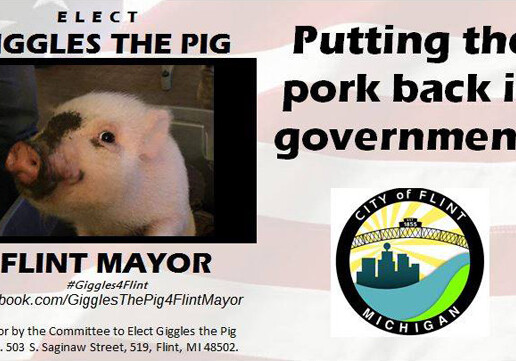 Свинья претендует на пост мэра американского города