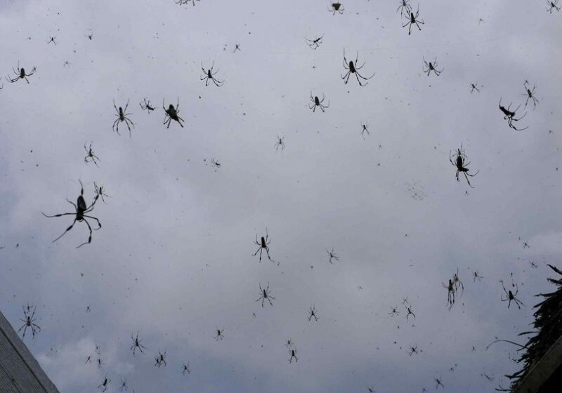 На австралийский город выпал дождь из пауков