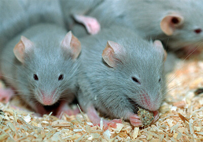 Мыши на МКС доказали вредность космоса для кожи