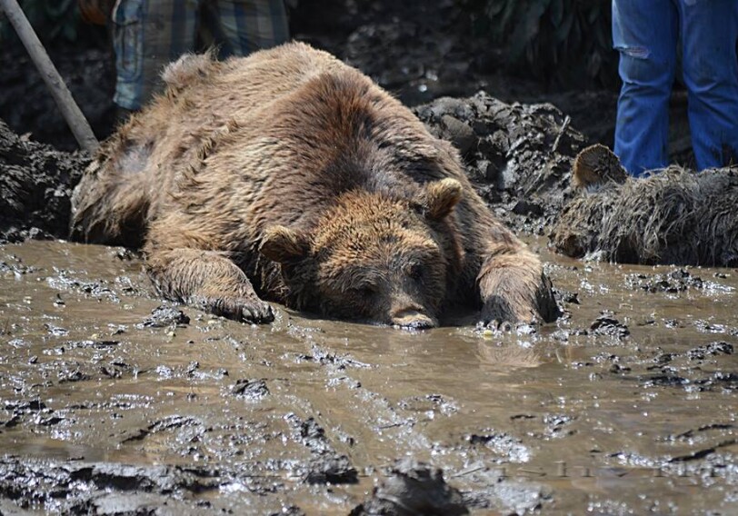 В Куре обнаружен мертвый медведь
