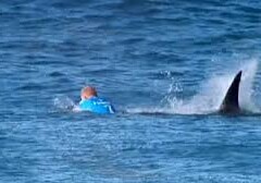 Акула атаковала серфингиста во время соревнований (Видео)