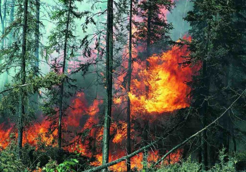В Джалилабадском лесничестве произошел пожар